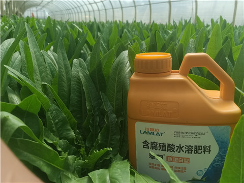 沖施肥，拉姆拉，翠姆