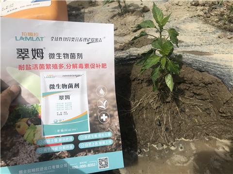 辣椒，拉姆拉，翠姆