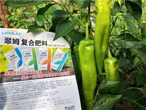 辣椒，拉姆拉，翠姆