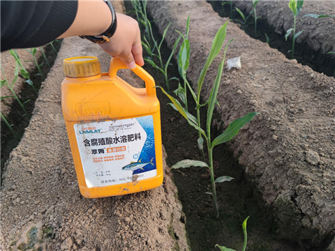 大姜，拉姆拉，翠姆