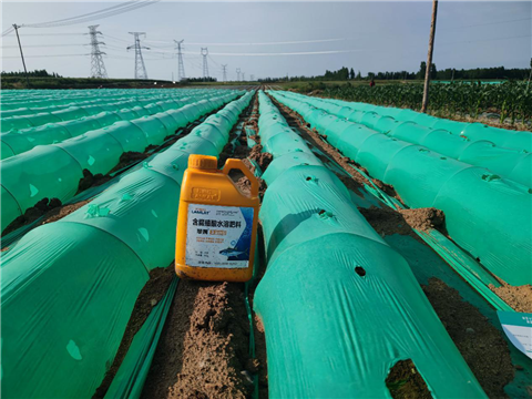 大姜，拉姆拉，翠姆