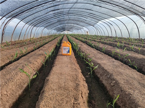 大姜，拉姆拉，翠姆