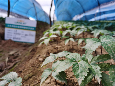 水溶肥，拉姆拉，翠姆