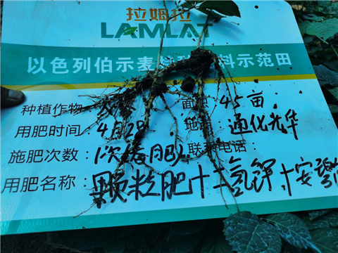 水溶肥，拉姆拉，翠姆