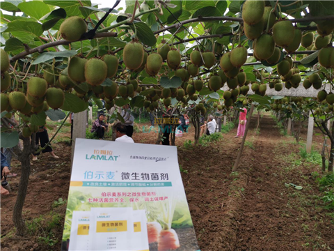 生根劑，翠姆，拉姆拉