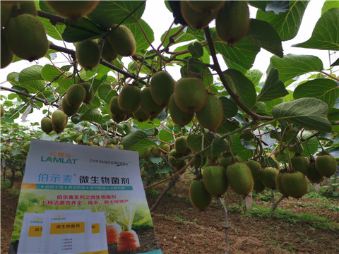 水溶肥，伯示麥，拉姆拉