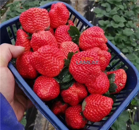 鈣肥，翠姆，拉姆拉