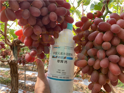 鈣肥，拉姆拉，翠姆