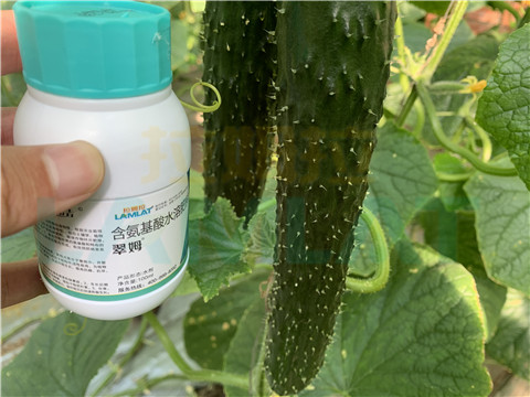 水溶肥，拉姆拉，翠姆