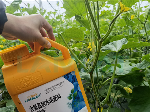 生根劑，拉姆拉，翠姆