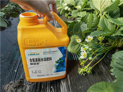 水溶肥，拉姆拉，翠姆