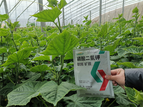 水溶肥，翠姆，拉姆拉