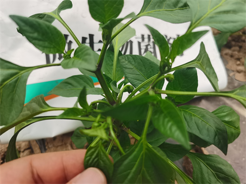 水溶肥，翠姆，拉姆拉