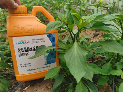 水溶肥廠家,翠姆,辣椒水溶肥 水溶肥廠家,翠姆,辣椒水溶肥