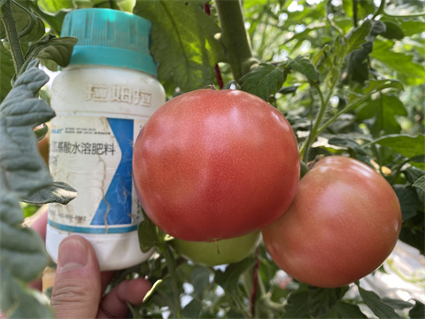 水溶肥品牌,翠姆,番茄種植 水溶肥品牌,翠姆,番茄種植