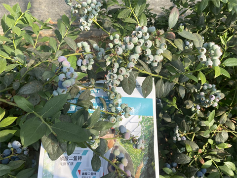 水溶肥,翠姆,藍莓種植 水溶肥,翠姆,藍莓種植