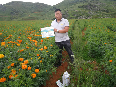 水溶肥,伯示麥,萬壽菊種植技術(shù) 水溶肥,伯示麥,萬壽菊種植技術(shù)