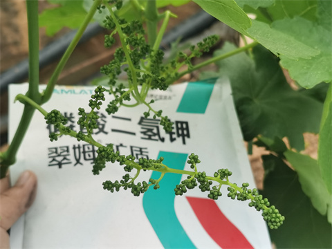 水溶肥,翠姆,葡萄水溶肥 水溶肥,翠姆,葡萄水溶肥