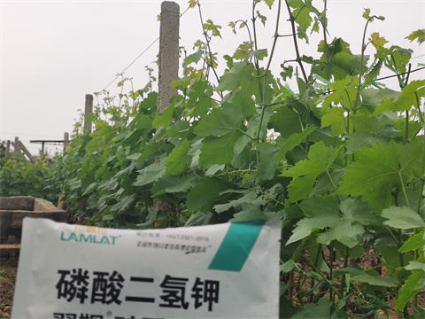 水溶肥,翠姆,葡萄水溶肥 水溶肥,翠姆,葡萄水溶肥