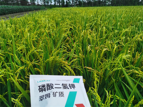 磷酸二氫鉀,翠姆,水稻葉面肥 磷酸二氫鉀,翠姆,水稻葉面肥