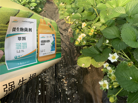水溶肥價格，翠姆，草莓水溶肥