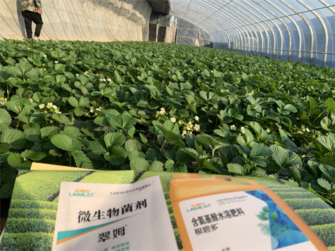 水溶肥價格，翠姆，草莓水溶肥