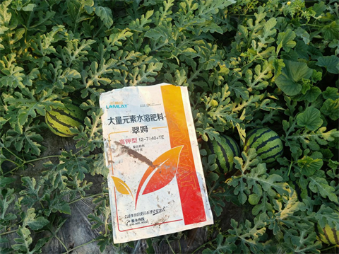 水溶肥,翠姆,西瓜管理技術(shù)要點 水溶肥,翠姆,西瓜管理技術(shù)要點