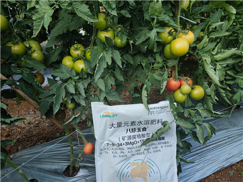 水溶肥廠家,翠姆,番茄水溶肥 水溶肥廠家,翠姆,番茄水溶肥