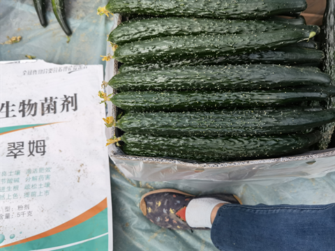 微生物菌劑,翠姆,黃瓜水溶肥 微生物菌劑,翠姆,黃瓜水溶肥