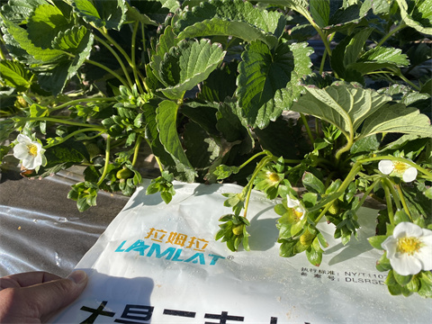 水溶肥,翠姆,草莓種植 水溶肥,翠姆,草莓種植