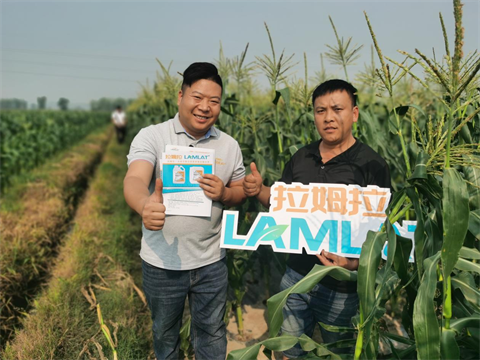 脆甜玉米施肥,進口水溶肥,拉姆拉 脆甜玉米施肥,進口水溶肥,拉姆拉