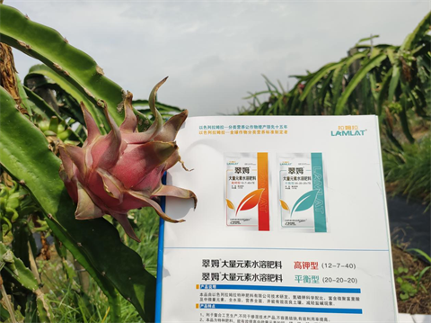 火龍果種植,進口水溶肥,拉姆拉 火龍果種植,進口水溶肥,拉姆拉