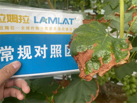 葡萄種植,水溶肥,翠姆 葡萄種植,水溶肥,翠姆