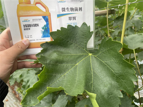 葡萄種植,水溶肥,翠姆 葡萄種植,水溶肥,翠姆