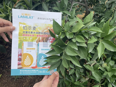 愛媛種植,水溶肥,伯示麥水溶肥 愛媛種植,水溶肥,伯示麥水溶肥