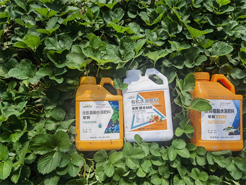 草莓種植,水溶肥,拉姆拉 草莓種植,水溶肥,拉姆拉