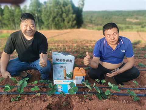 草莓移栽,翠姆水溶肥,進(jìn)口水溶肥 草莓移栽,翠姆水溶肥,進(jìn)口水溶肥