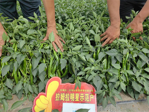 辣椒種植,水溶肥,拉姆拉 辣椒種植,水溶肥,拉姆拉