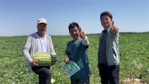 西瓜種植,水溶肥,拉姆拉 西瓜種植,水溶肥,拉姆拉