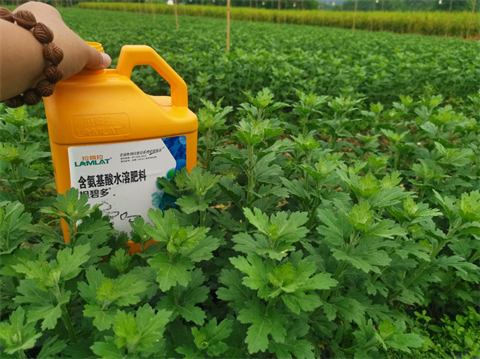 菊花種植,水溶肥廠家，翠姆