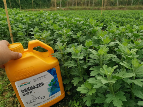 菊花種植,水溶肥廠家，翠姆