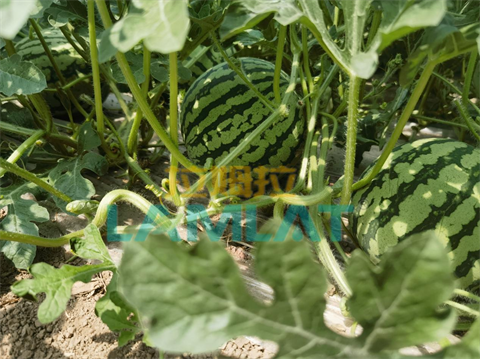 西瓜種植,水溶肥品牌,拉姆拉 西瓜種植,水溶肥品牌,拉姆拉