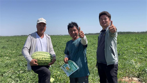 西瓜種植,水溶肥品牌,拉姆拉 西瓜種植,水溶肥品牌,拉姆拉