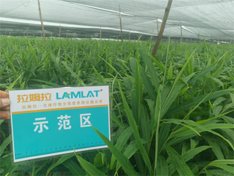 大姜種植,水溶肥廠家,翠姆水溶肥 大姜種植,水溶肥廠家,翠姆水溶肥