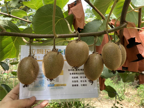 獼猴桃施肥,進(jìn)口水溶肥,伯示麥 獼猴桃施肥,進(jìn)口水溶肥,伯示麥