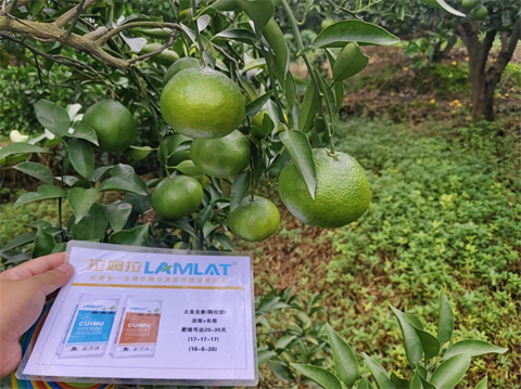 水溶肥廠家,柑橘種植,翠姆水溶肥 水溶肥廠家,柑橘種植,翠姆水溶肥