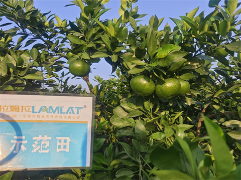 水溶肥廠家,柑橘種植,翠姆水溶肥 水溶肥廠家,柑橘種植,翠姆水溶肥