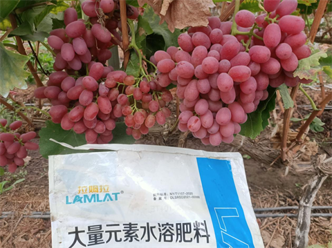 水溶肥品牌,葡萄種植,翠姆水溶肥 水溶肥品牌,葡萄種植,翠姆水溶肥