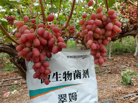 水溶肥品牌,葡萄種植,翠姆水溶肥 水溶肥品牌,葡萄種植,翠姆水溶肥