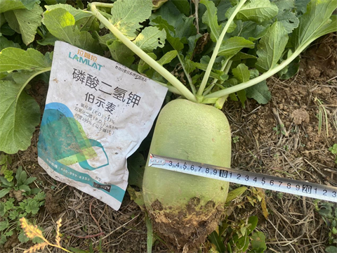進口水溶肥,蘿卜種植,伯示麥磷酸二氫鉀 進口水溶肥,蘿卜種植,伯示麥磷酸二氫鉀